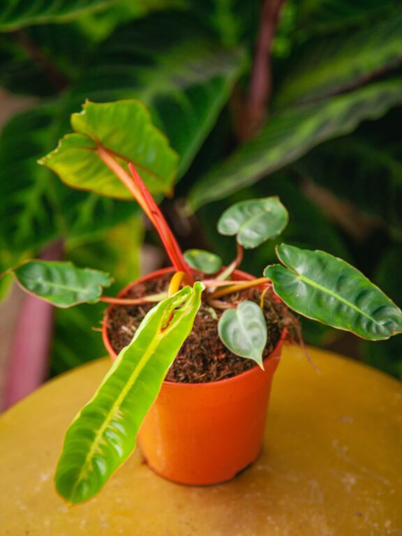 Zdjęcie rosliny doniczkowej Philodendron Billietiae, ujęcie 1