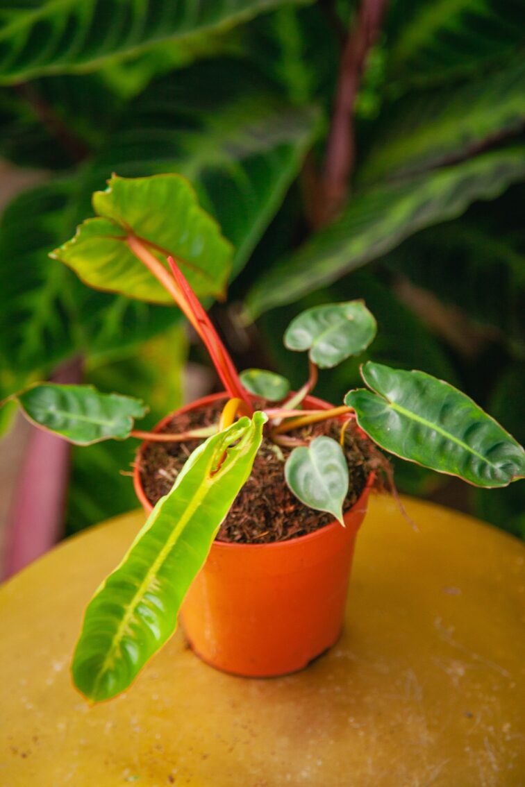 Zdjęcie rosliny doniczkowej Philodendron Billietiae, ujęcie 1