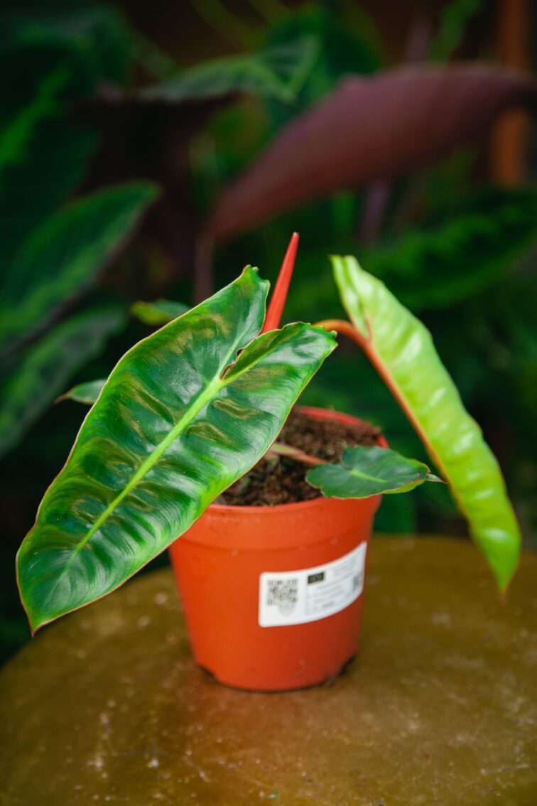 Zdjęcie rosliny doniczkowej Philodendron Billietiae, ujęcie 2
