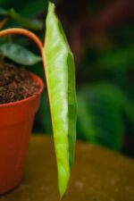Zdjęcie rosliny doniczkowej Philodendron Billietiae, ujęcie 3