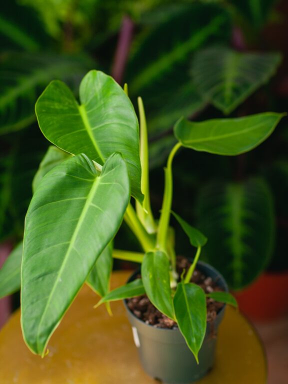 Zdjęcie rosliny doniczkowej Philodendron brenesii, ujęcie 1