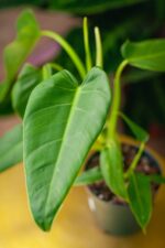 Zdjęcie rosliny doniczkowej Philodendron brenesii, ujęcie 3