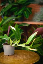 Zdjęcie rosliny doniczkowej Philodendron Cobra (Monstera standleyana), ujęcie 1