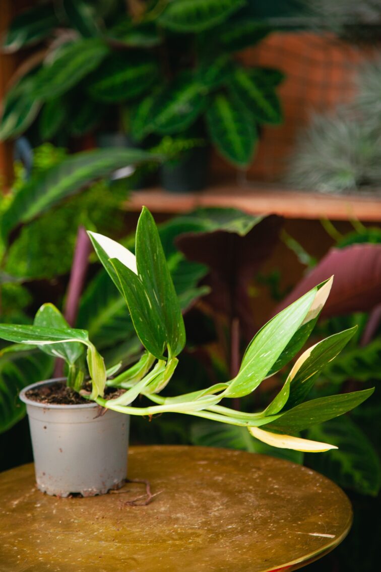 Zdjęcie rosliny doniczkowej Philodendron Cobra (Monstera standleyana), ujęcie 1