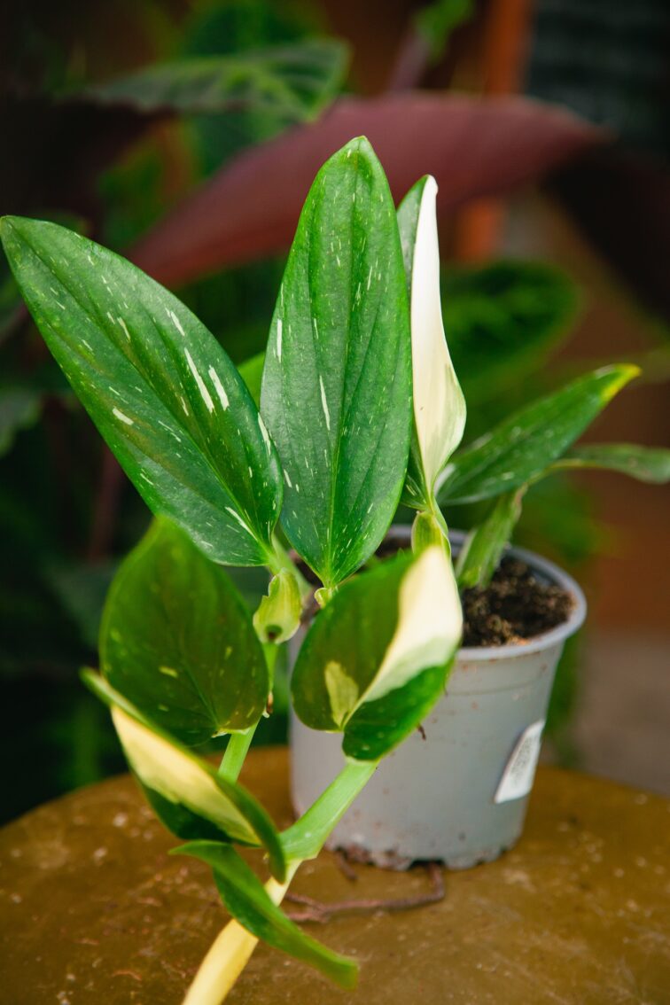 Zdjęcie rosliny doniczkowej Philodendron Cobra (Monstera standleyana), ujęcie 2