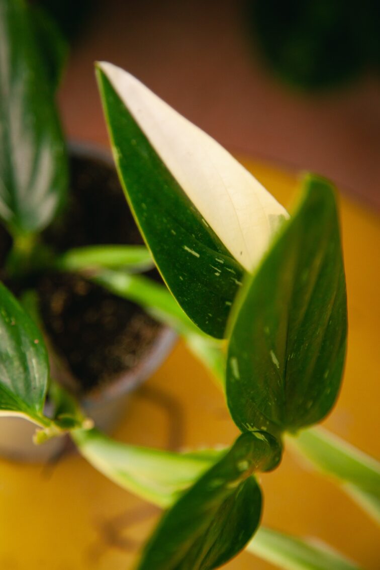 Zdjęcie rosliny doniczkowej Philodendron Cobra (Monstera standleyana), ujęcie 3