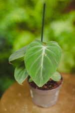 Zdjęcie rosliny doniczkowej Philodendron gloriosum, ujęcie 1