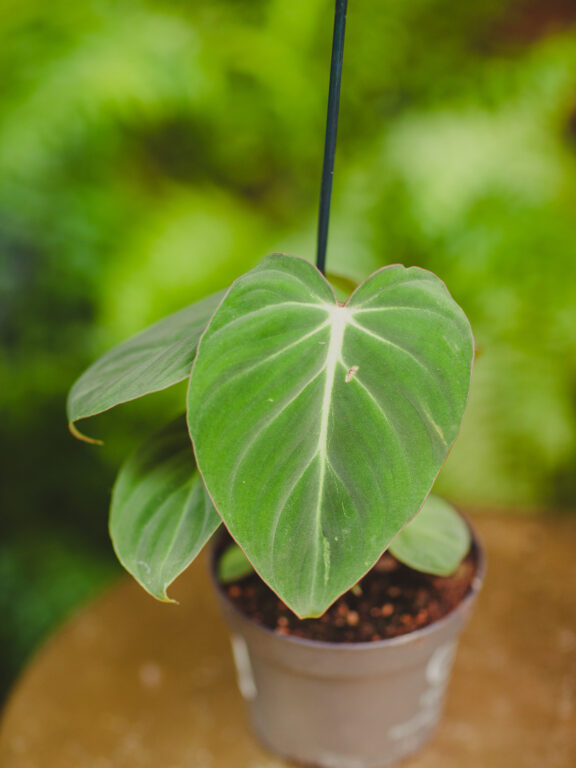 Zdjęcie rosliny doniczkowej Philodendron gloriosum, ujęcie 1