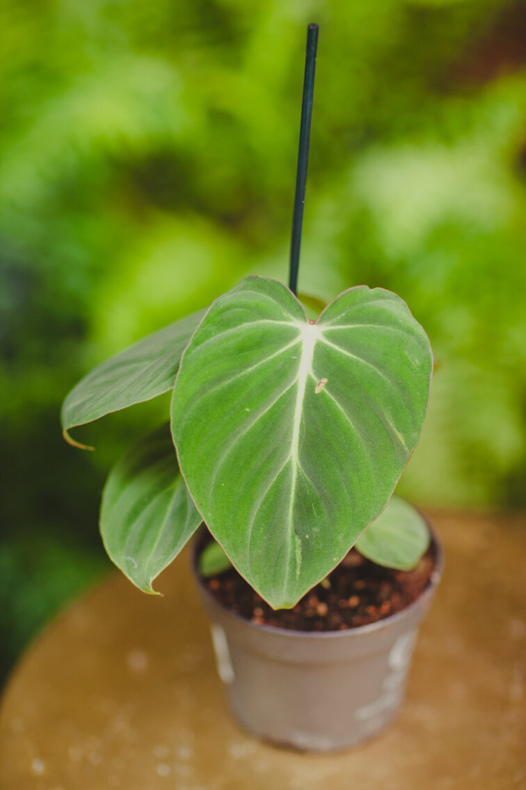 Zdjęcie rosliny doniczkowej Philodendron gloriosum, ujęcie 1