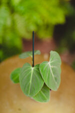 Zdjęcie rosliny doniczkowej Philodendron gloriosum, ujęcie 2