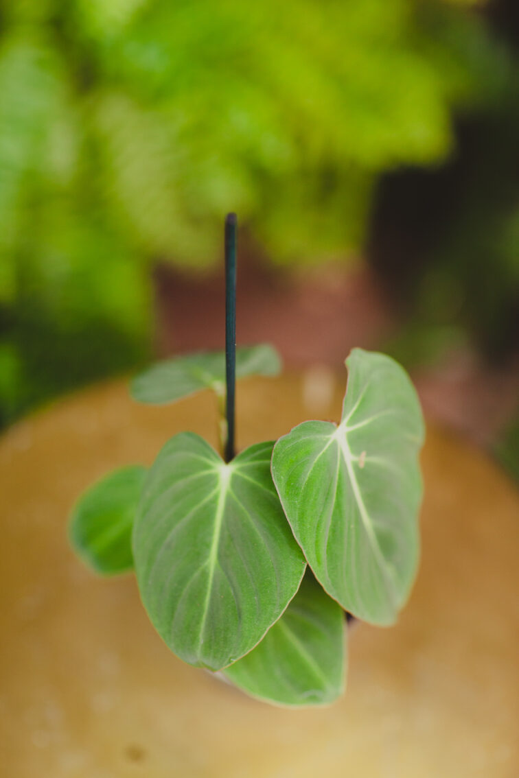 Zdjęcie rosliny doniczkowej Philodendron gloriosum, ujęcie 2