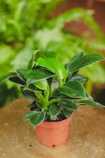 Zdjęcie rosliny doniczkowej Philodendron Green Princess, ujęcie 2