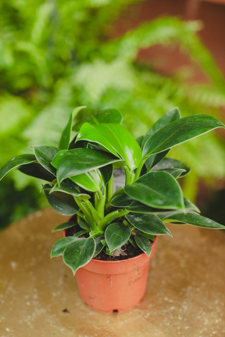 Zdjęcie rosliny doniczkowej Philodendron Green Princess, ujęcie 2