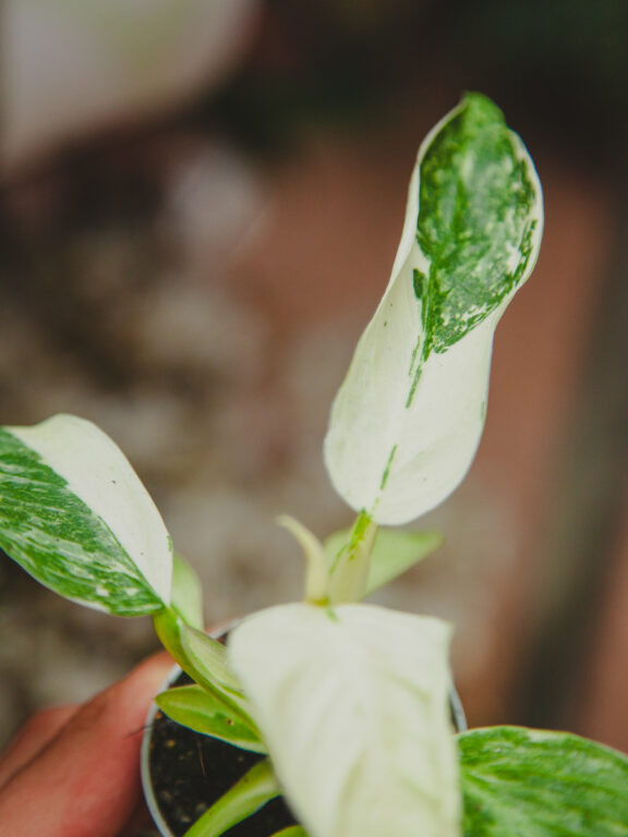 Zdjęcie rosliny doniczkowej Philodendron José Buono, ujęcie 1