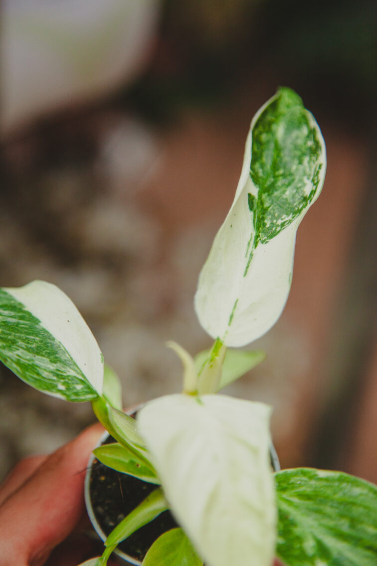 Zdjęcie rosliny doniczkowej Philodendron José Buono, ujęcie 1