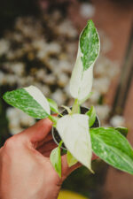 Zdjęcie rosliny doniczkowej Philodendron José Buono, ujęcie 2