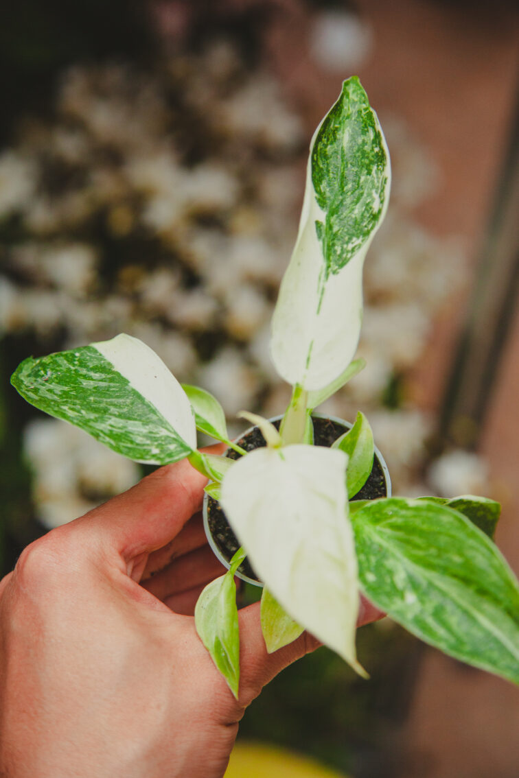 Zdjęcie rosliny doniczkowej Philodendron José Buono, ujęcie 2
