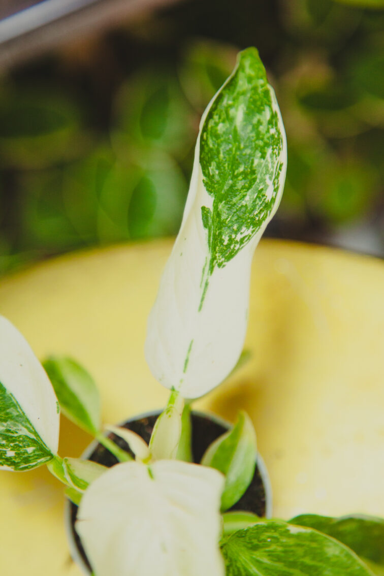 Zdjęcie rosliny doniczkowej Philodendron José Buono, ujęcie 3