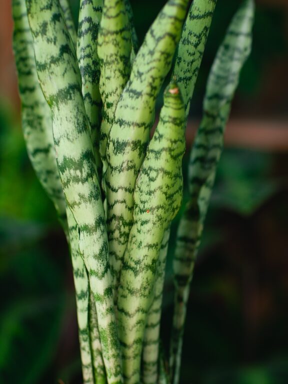 Zdjęcie rosliny doniczkowej Sansevieria trifaciata Spearmint, ujęcie 1