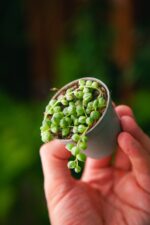 Zdjęcie rosliny doniczkowej Senecio Herreianus Variegata, ujęcie 1