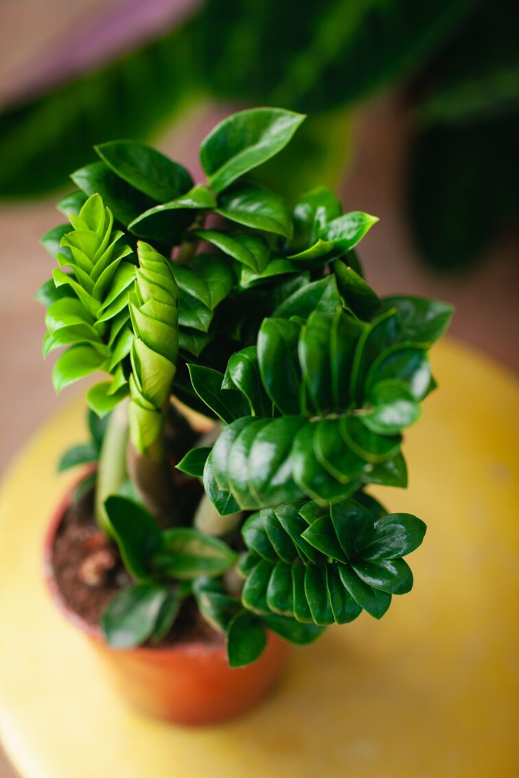 Zdjęcie rosliny doniczkowej Zamioculcas zamiifolia Zenzi, ujęcie 1