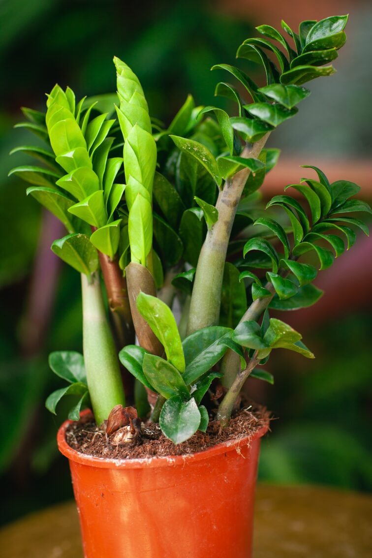 Zdjęcie rosliny doniczkowej Zamioculcas zamiifolia Zenzi, ujęcie 2