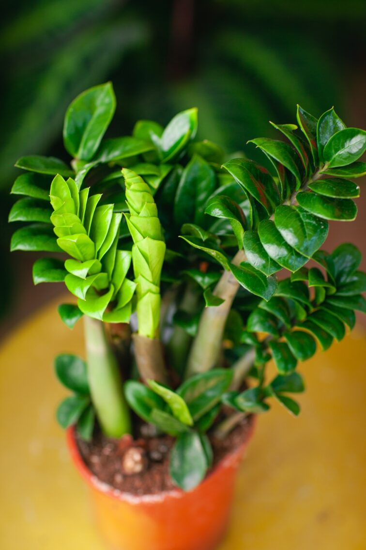 Zdjęcie rosliny doniczkowej Zamioculcas zamiifolia Zenzi, ujęcie 3