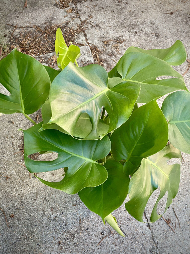 Zdjęcie rosliny doniczkowej Monstera deliciosa (Monstera dziurawa), ujęcie 2