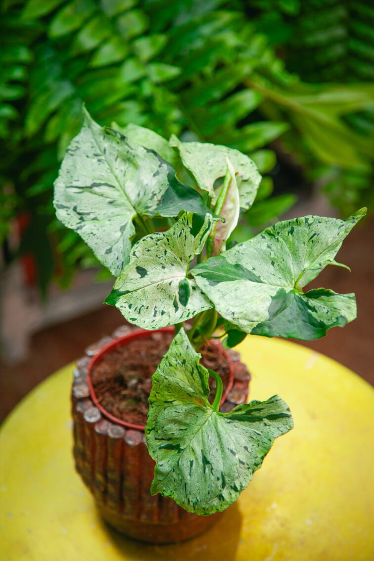Zdjęcie rosliny doniczkowej Syngonium Green Splash, ujęcie 1