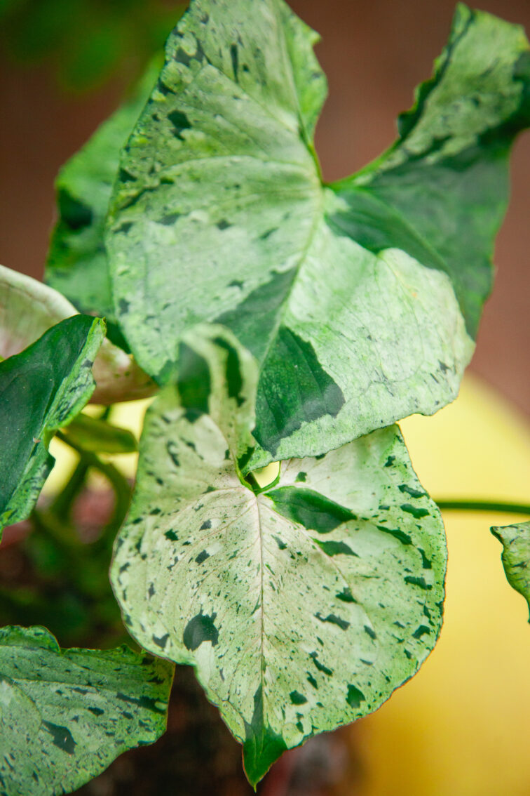 Zdjęcie rosliny doniczkowej Syngonium Green Splash, ujęcie 2
