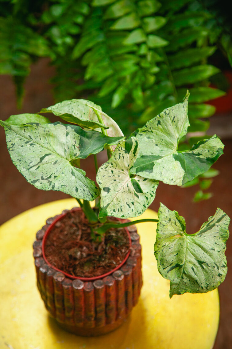 Zdjęcie rosliny doniczkowej Syngonium Green Splash, ujęcie 3