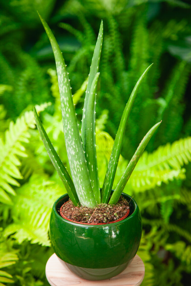 Zdjęcie rosliny doniczkowej Aloe Vera (Aloes), ujęcie 1