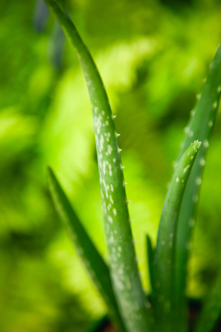 Zdjęcie rosliny doniczkowej Aloe Vera (Aloes), ujęcie 2