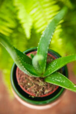 Zdjęcie rosliny doniczkowej Aloe Vera (Aloes), ujęcie 3