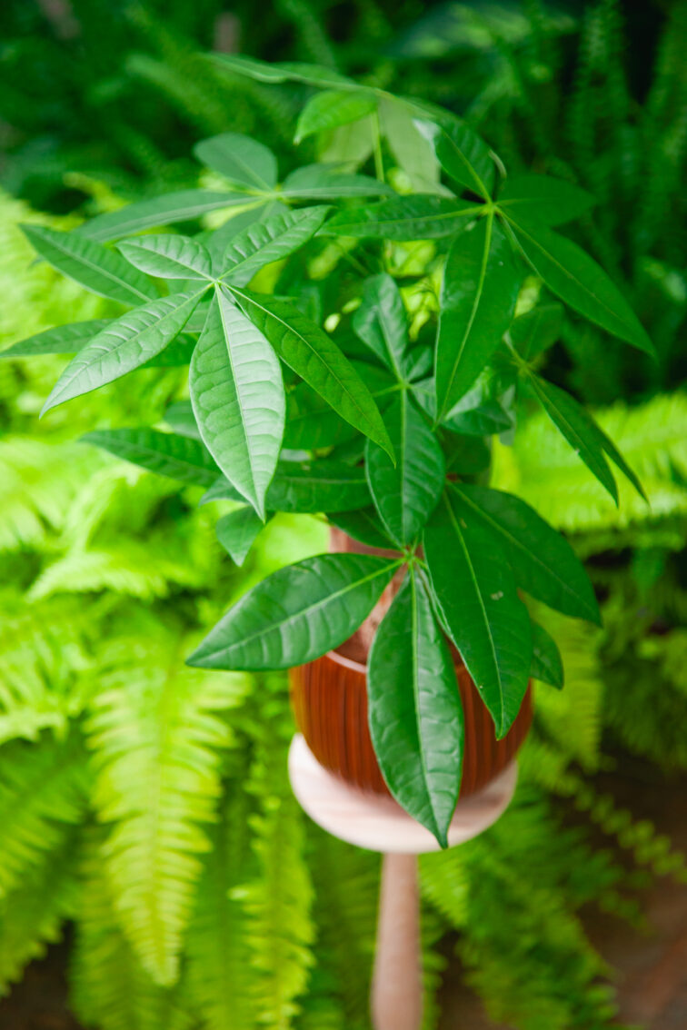 Zdjęcie rosliny doniczkowej Pachira Aquatica (Pachira Wodna), ujęcie 1
