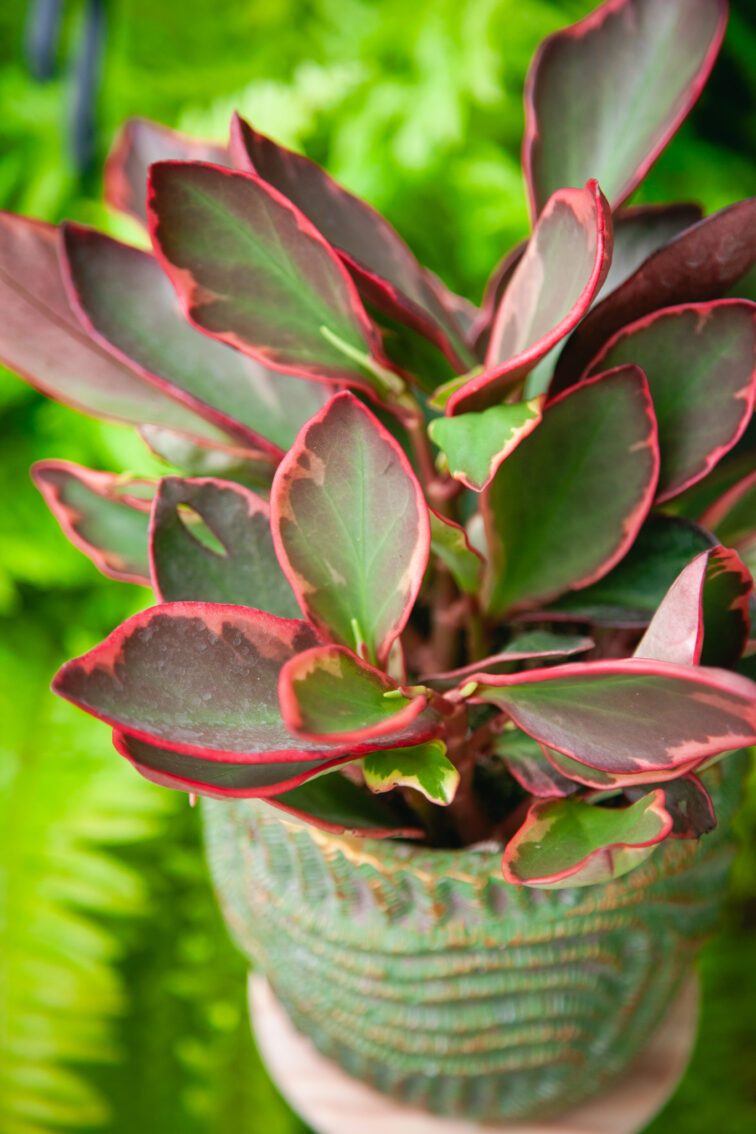 Zdjęcie rosliny doniczkowej Peperomia clusiifolia 'Jelly', ujęcie 1