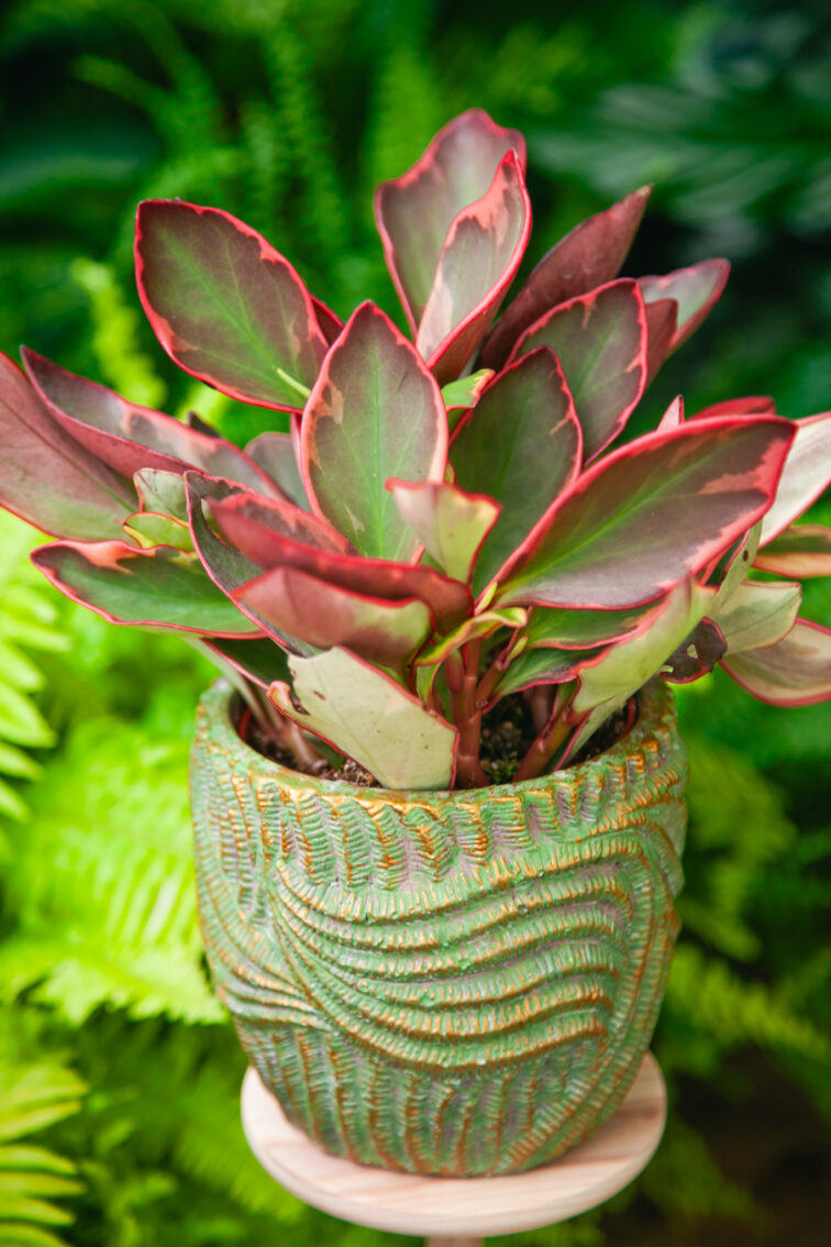 Zdjęcie rosliny doniczkowej Peperomia clusiifolia 'Jelly', ujęcie 2
