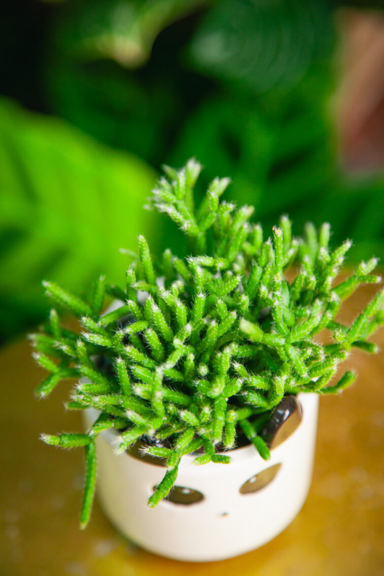 Zdjęcie rosliny doniczkowej Rhipsalis cassutha Cassera (Patyczak), ujęcie 2