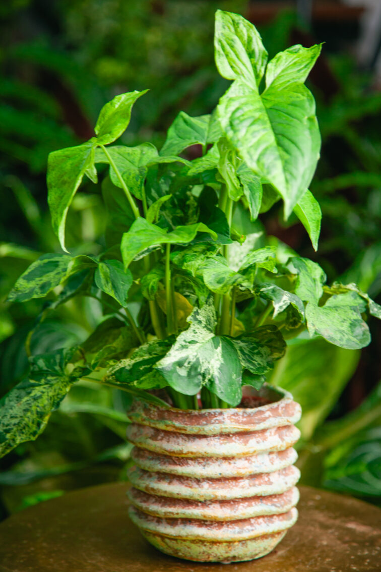 Zdjęcie rosliny doniczkowej Syngonium podophyllum "Mottled", ujęcie 1
