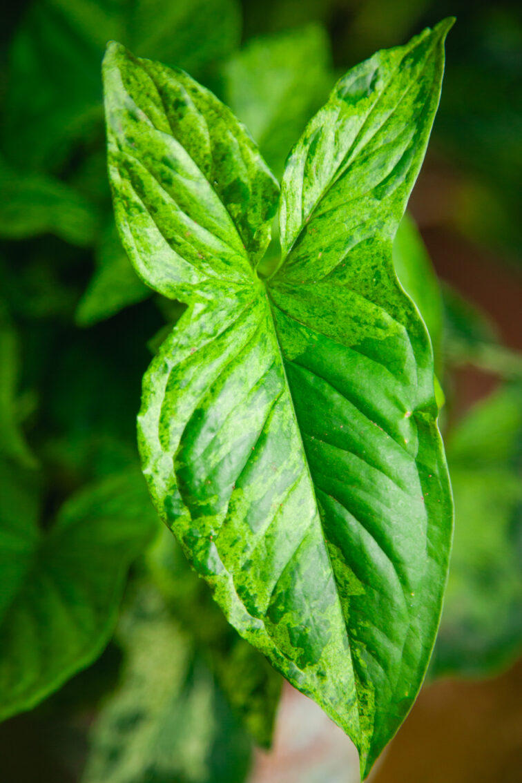 Zdjęcie rosliny doniczkowej Syngonium podophyllum "Mottled", ujęcie 2