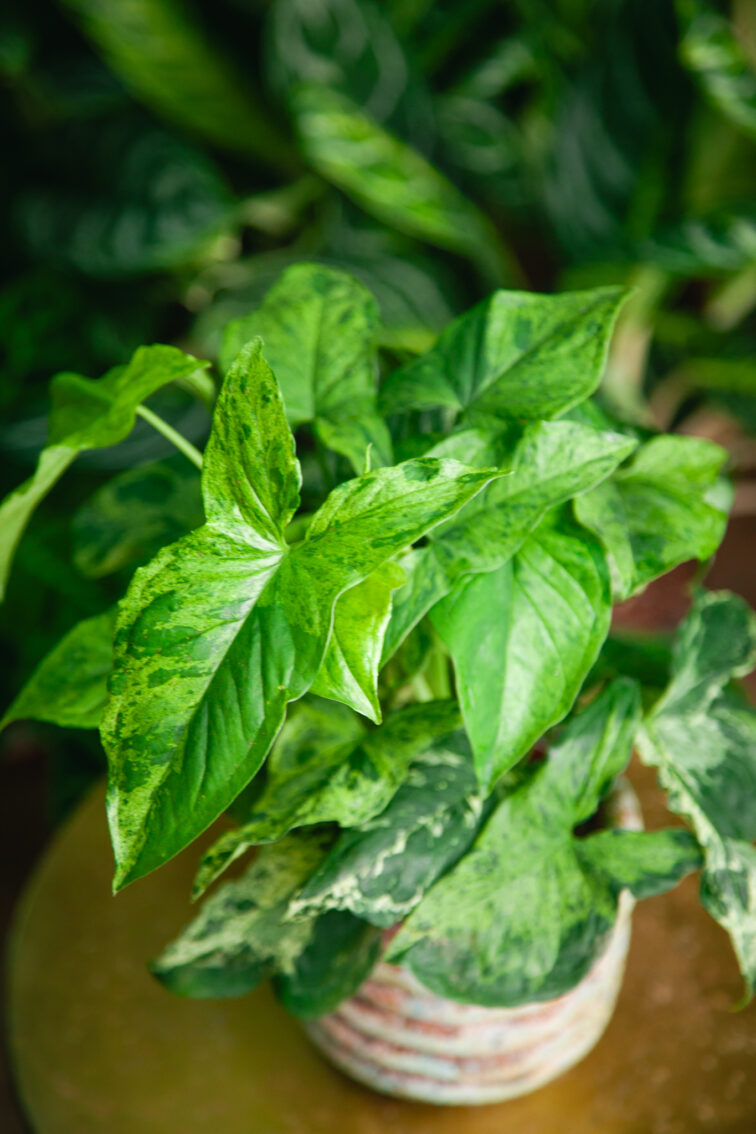 Zdjęcie rosliny doniczkowej Syngonium podophyllum "Mottled", ujęcie 3