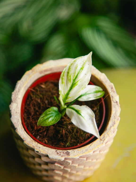 Zdjęcie rosliny doniczkowej Spathiphyllum Sensation variegata, ujęcie 1