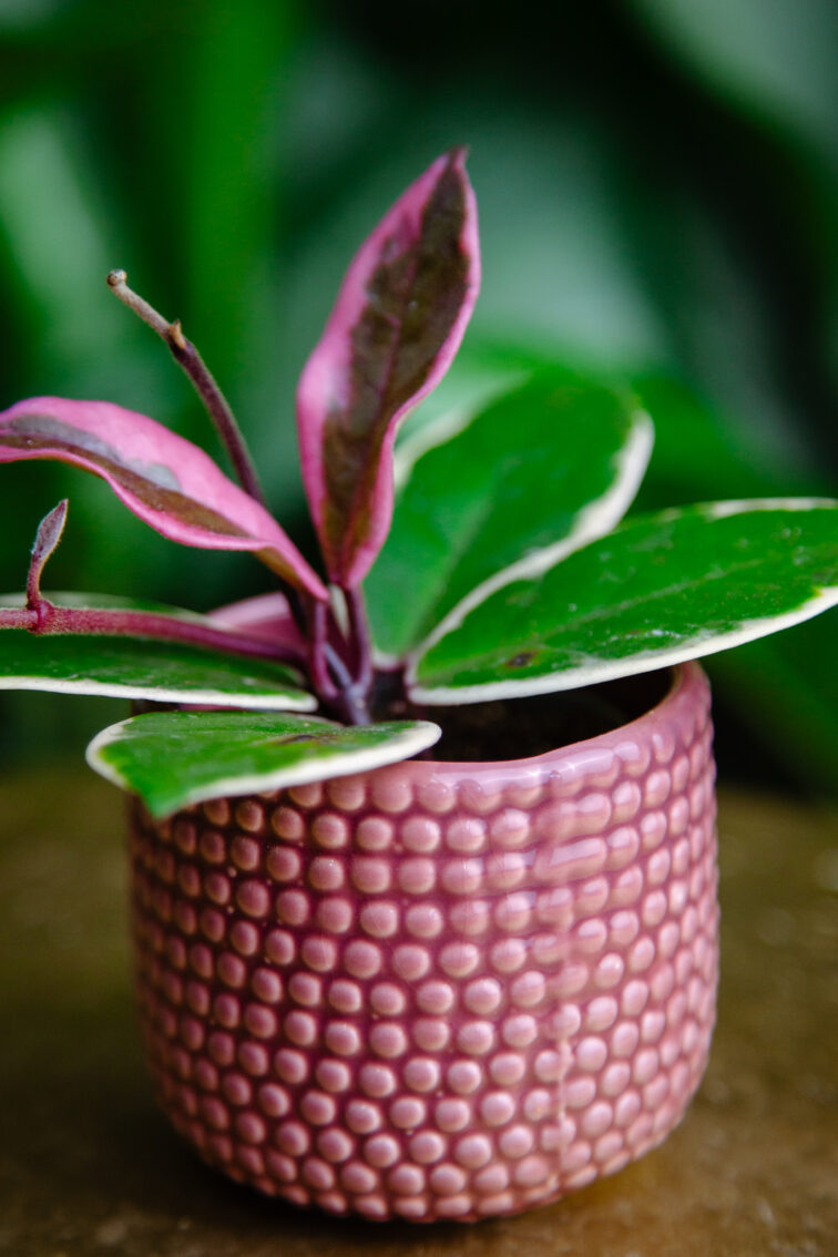 Zdjęcie doniczki lub oslonki: Osłonka Lizard Pink, ujęcie 2
