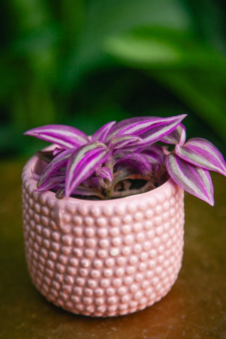 Zdjęcie doniczki lub oslonki: Osłonka Lizard Pink Light, ujęcie 2
