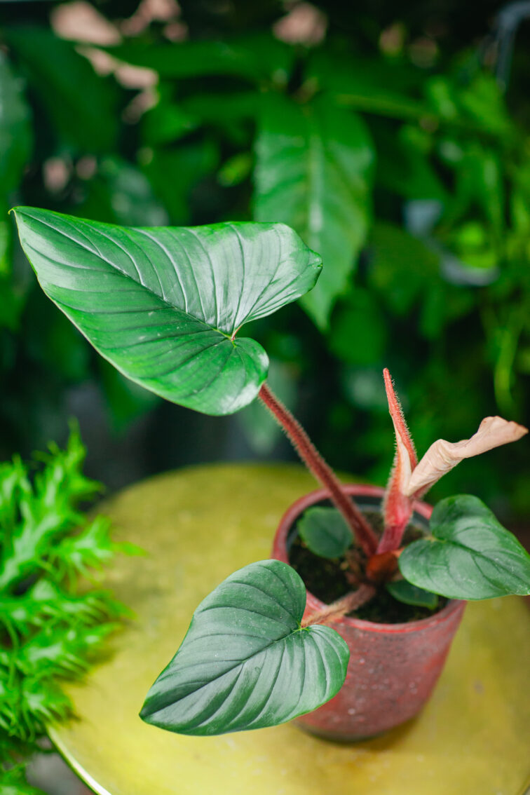 Zdjęcie rosliny doniczkowej Philodendron squamiferum serpens, ujęcie 1