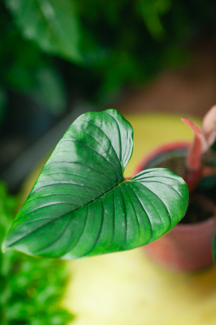 Zdjęcie rosliny doniczkowej Philodendron squamiferum serpens, ujęcie 2