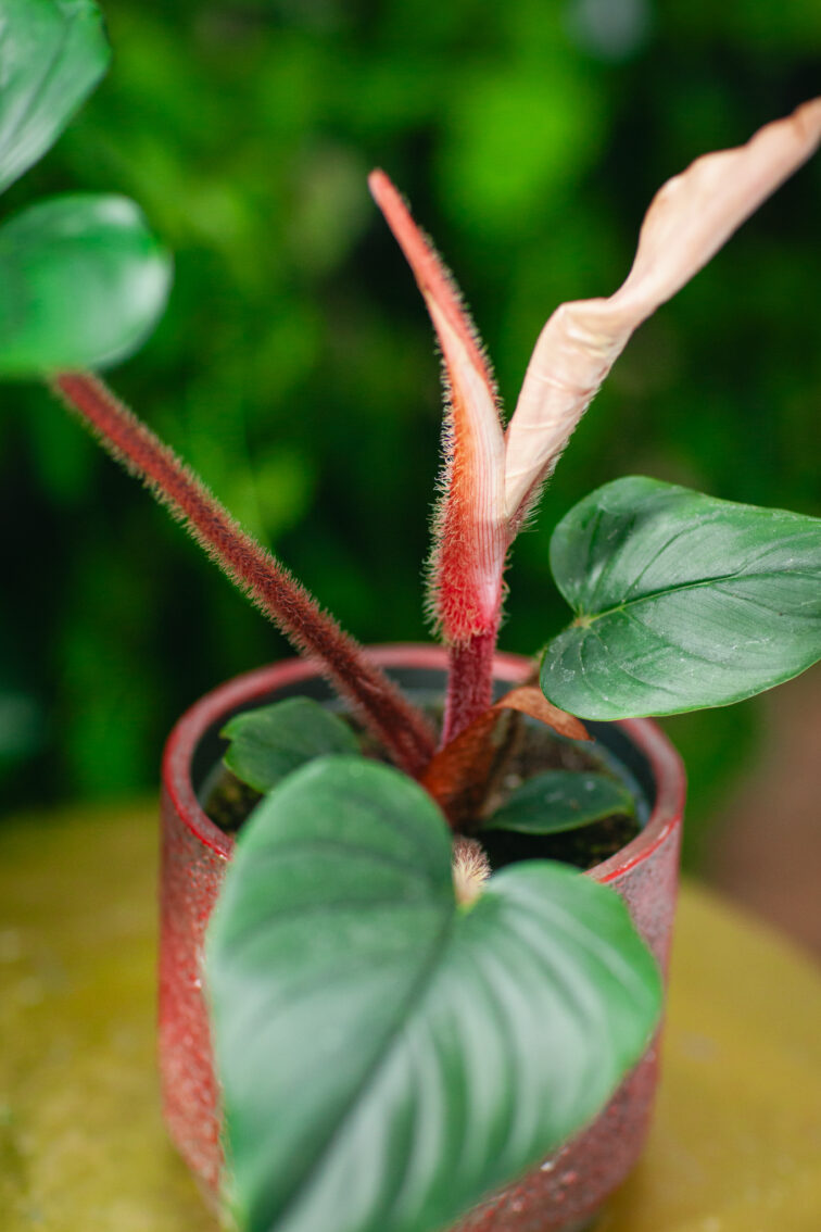 Zdjęcie rosliny doniczkowej Philodendron squamiferum serpens, ujęcie 3