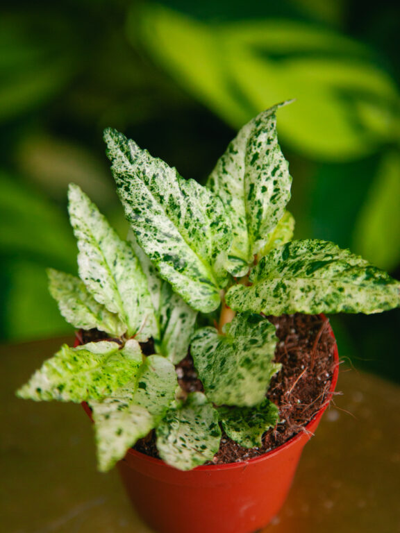 Zdjęcie rosliny doniczkowej Pellionia repens variegata, ujęcie 1