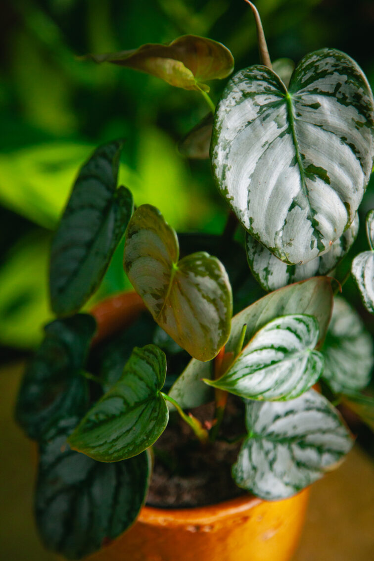 Zdjęcie rosliny doniczkowej Philodendron brandtianum, ujęcie 1
