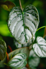Zdjęcie rosliny doniczkowej Philodendron brandtianum, ujęcie 2